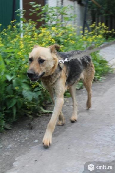 Собака Юта ищет дом. Фото 4.