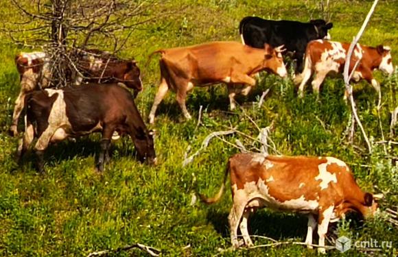 Козы. Фото 1.