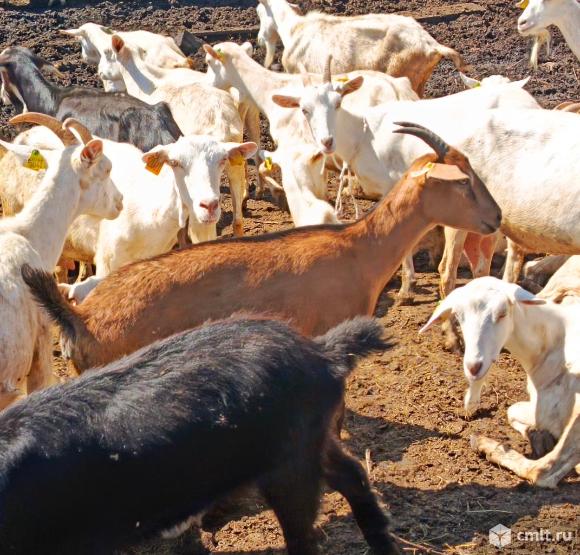 Козы. Фото 2.