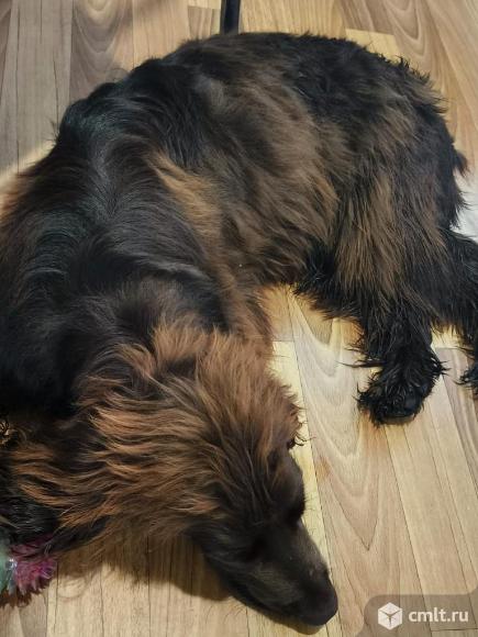 Отдаётся в хорошие руки. Фото 1.