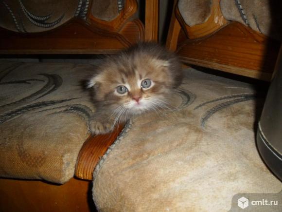 Котенок шотландской вислоухой в дар. Фото 3.