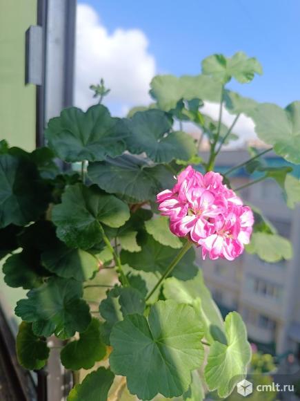 Пеларгония (герань). Фото 5.