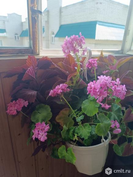 Пеларгония (герань). Фото 1.