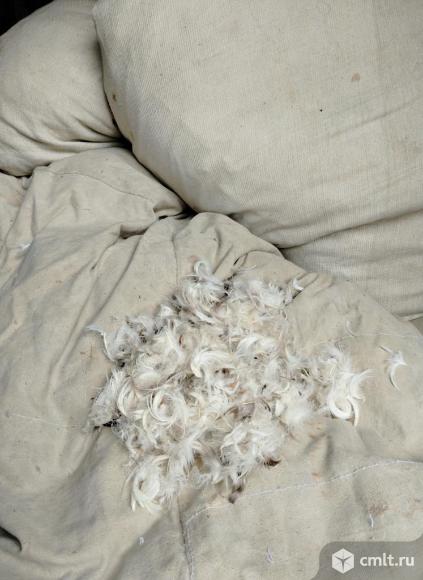 Перина перьевая. Фото 1.