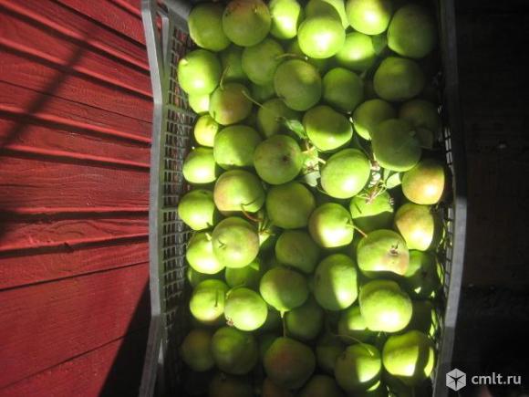 Груши. Фото 1.