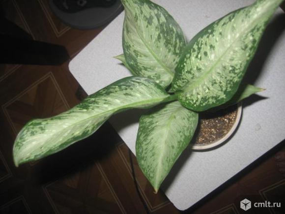 Дифенбахия. Фото 1.