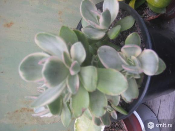 Красулла. Фото 1.