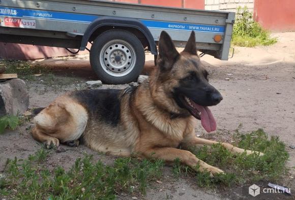 Немецкая овчарка. Фото 1.
