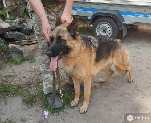 Немецкая овчарка. Фото 2.