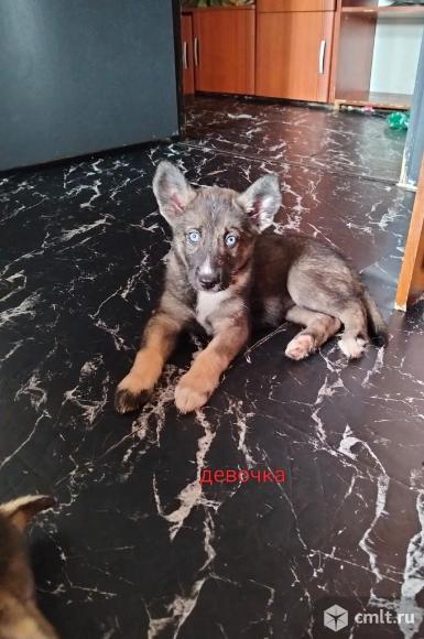 Отдам в добрые руки щенков.. Фото 1.