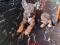 Отдам в добрые руки щенков.. Фото 1.