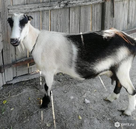 Дойная козочка