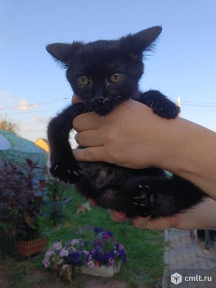 Котята с Курской области. Фото 1.