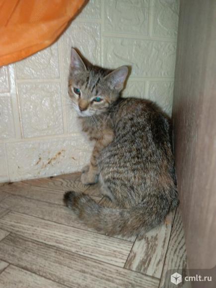 Котята с Курской области. Фото 3.