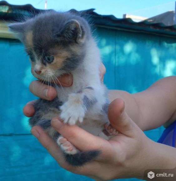 Котята из Луганска. Фото 1.