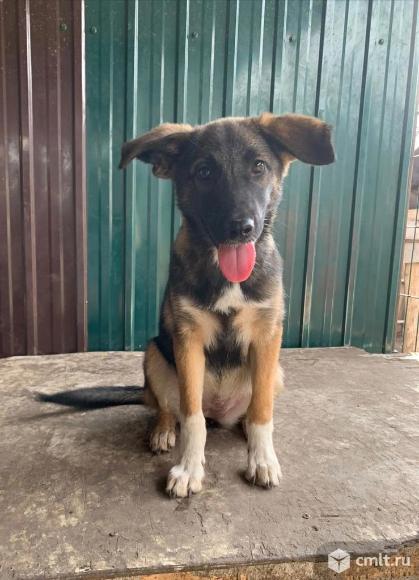 Собачка Моника в добрые руки. Фото 1.