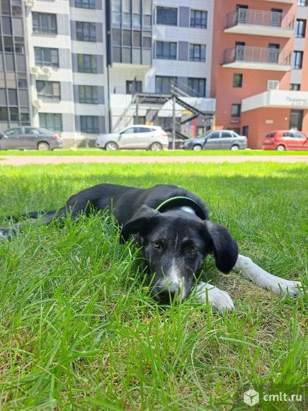 Кнопа ищет дом. Фото 1.