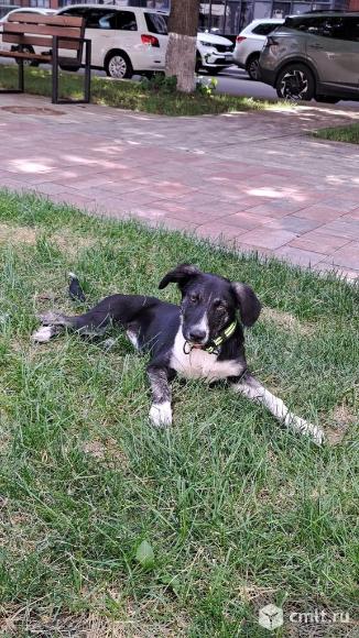 Кнопа ищет дом. Фото 4.