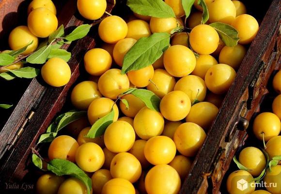 Алыча жёлтая ( русская слива ). Фото 1.