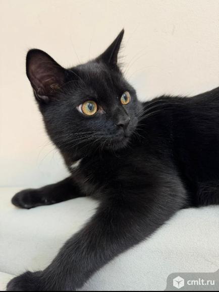 Кот, 1 год, окрас черный, белый галстук, белое пятно на. Фото 1.