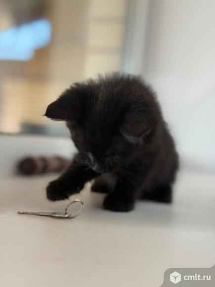 Котёнок в добрые руки. Фото 1.