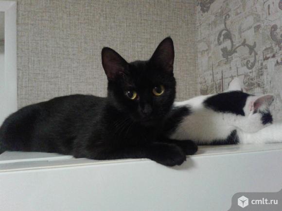 Желтоглазая красотка Ракса. Фото 1.