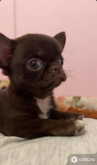 Чихуахуа. Фото 1.