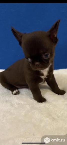 Чихуахуа. Фото 4.