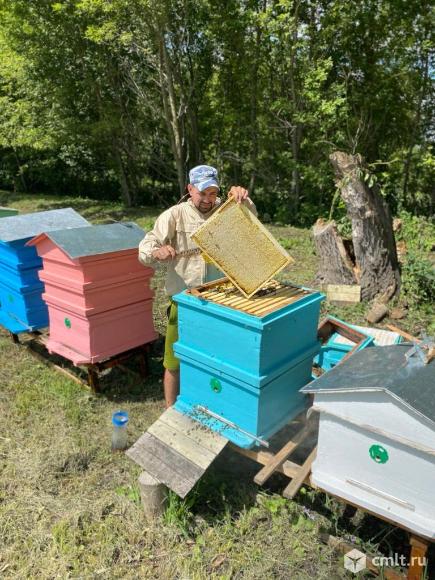Мёд сбор 06.08.2025. Фото 1.