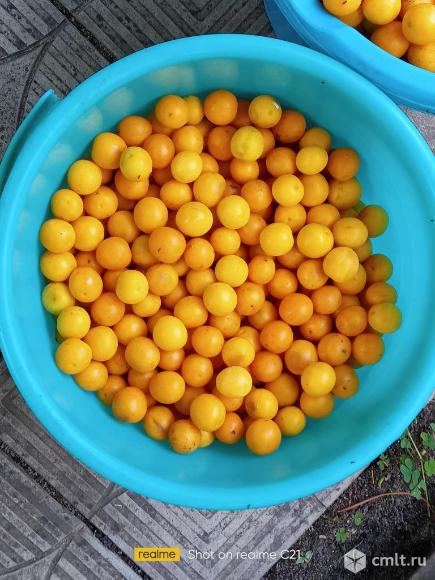 Алыча жёлтая. Фото 4.