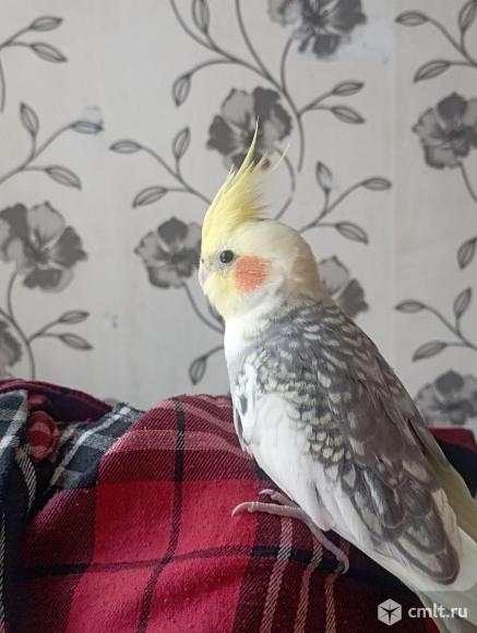 Пропал попугай Корелла. Фото 1.