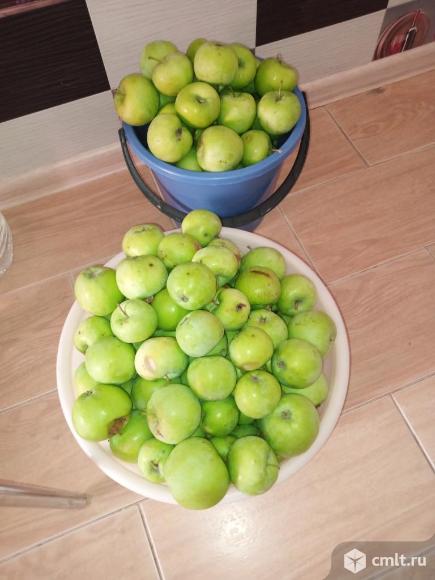 Соковыжималка центробежная электрич сталь 1800 вт. Фото 9.