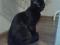 Котенок - подросток (девочка) черного окраса. Фото 3.