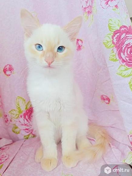 Котят, девочки и мальчики, 3 и 2 мес., 3 белых, один темный. Фото 1.