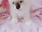 Котят, девочки и мальчики, 3 и 2 мес., 3 белых, один темный. Фото 4.