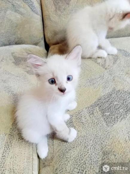 Котят, девочки и мальчики, 3 и 2 мес., 3 белых, один темный. Фото 9.