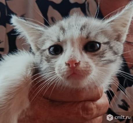 Отдам в добрые руки. Фото 1.