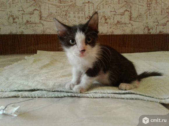 Котенок черно - белой расцветки. Фото 1.