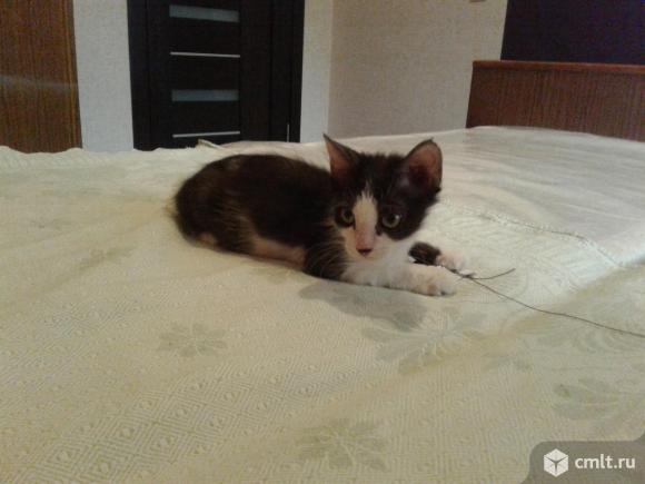 Котенок черно - белой расцветки. Фото 6.