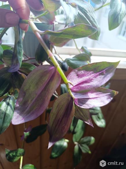 Традесканция Желтый холм, Зебрина, Шоколадный холм. Фото 9.