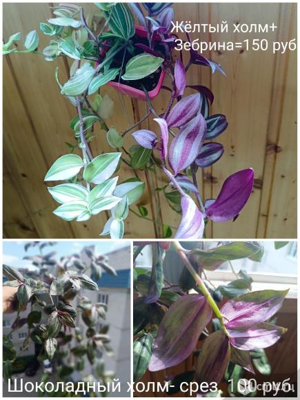Традесканция Желтый холм, Зебрина, Шоколадный холм. Фото 1.