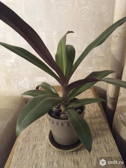 Традесканция Рео. Фото 1.