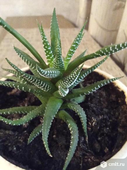 Хавортия. Фото 1.