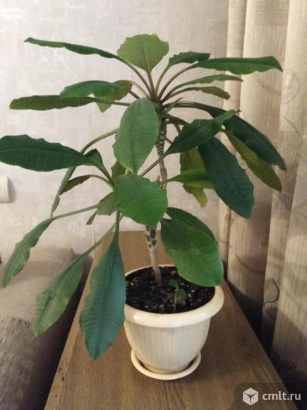 Молочай беложильчатый. Фото 1.