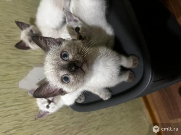 Котята. Фото 1.