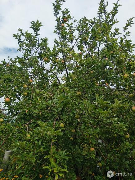 Продам яблоки. Фото 1.