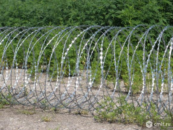 Егоза, колючая проволока, размер кольца 500 мм.. Фото 1.