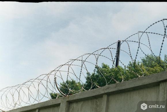 Егоза, колючая проволока, размер кольца 500 мм.. Фото 3.