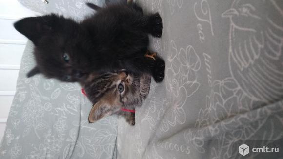 Пристраиваются котята. Фото 1.