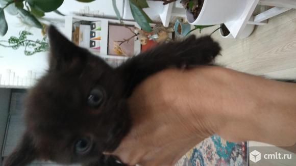 Пристраиваются котята. Фото 2.